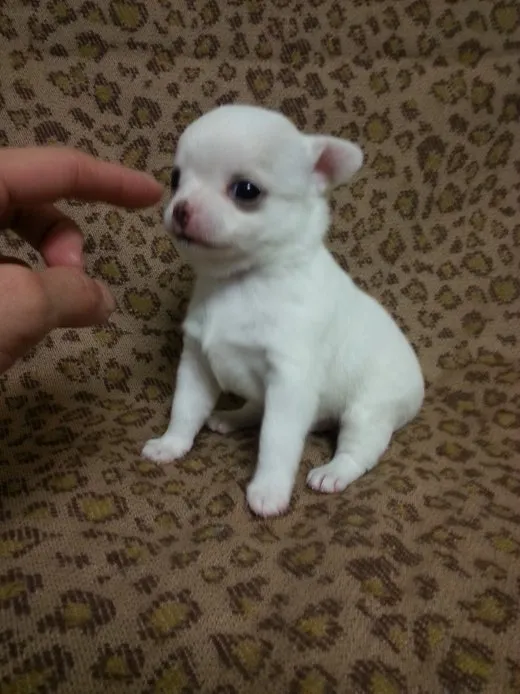 幸村 紗奈 様のお迎えした子犬