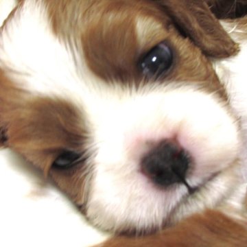 キャバリア【兵庫県・女の子・2025年7月21日・ブレンハイム】の写真「パパはチャンピオン直子　DM遺伝子検査両親クリア　」