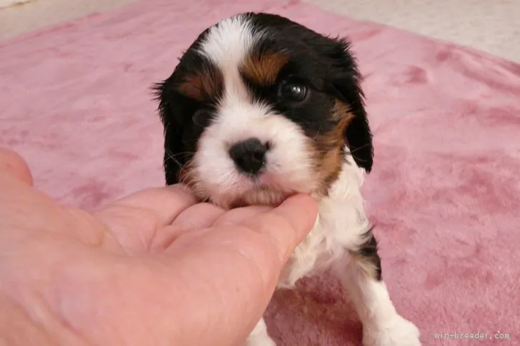 マックスのママ 様のお迎えした子犬