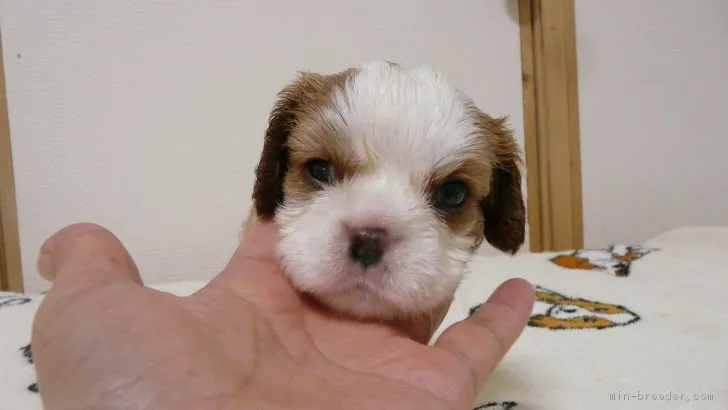 こばさん 様のお迎えした子犬