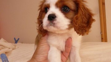 キャバリア【兵庫県・女の子・2020年2月7日・ブレンハイム】の写真「パパはチャンピオン直子　ママ可愛いお顔しています。」