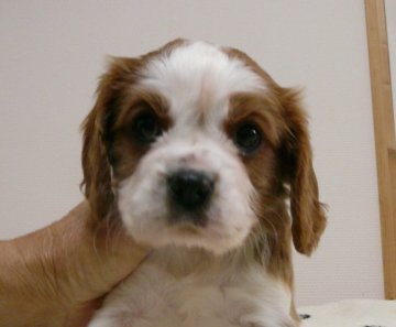 キャバリア【兵庫県・女の子・2017年10月29日・ブレンハイム】の写真「パパはチャンピオン直子」