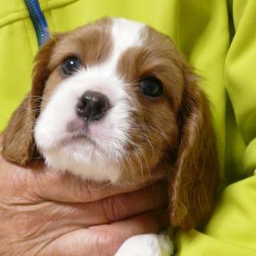 キャバリア【兵庫県・男の子・2022年10月26日・ブレンハイム】の写真「パパはチャンピオン直子　可愛い元気な男の子。」