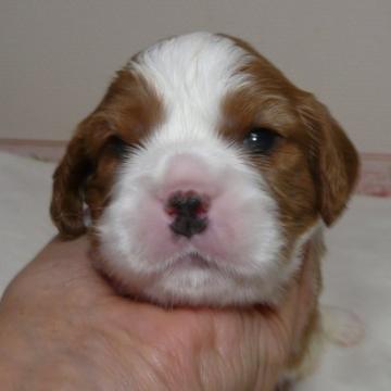 キャバリア【兵庫県・男の子・2022年11月2日・ブレンハイム】の写真「パパはチャンピオン直子　可愛い元気な男の子。」