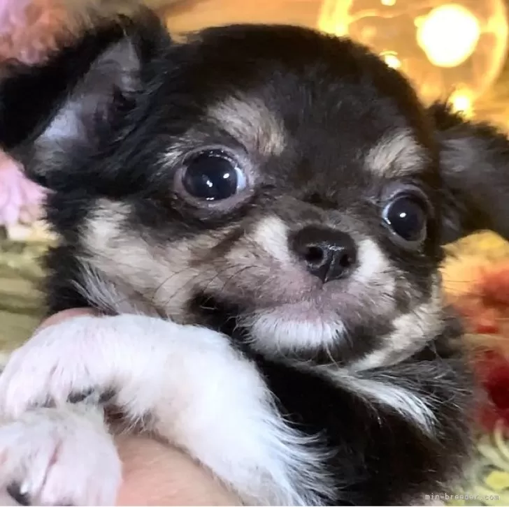 ID：2511-01927の子犬