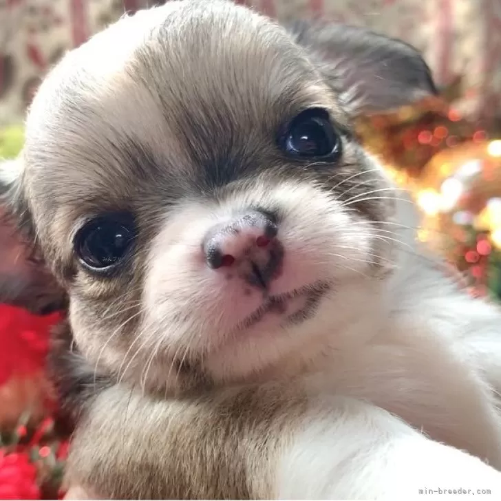 ID：2511-04872の子犬