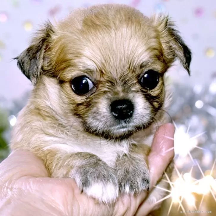 ID:2410-06076の子犬
