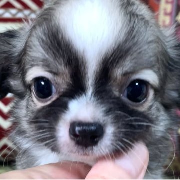 チワワ(ロング)【大阪府・男の子・2025年9月5日・フォーン&ホワイト】の写真「モコモコ可愛いイケメン君💕犬質爆上がり！」