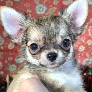 チワワ(ロング)【大阪府・男の子・2025年9月26日・フォーン】の写真「ちびちびイケメン！綺麗な男の子」