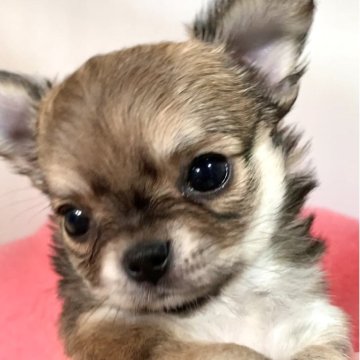 チワワ(ロング)【大阪府・女の子・2025年9月26日・フォーン】の写真「大きなお目々のカワイコちゃん」