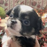 チワワ(ロング)