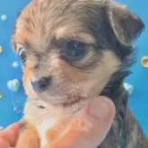 チワワ(ロング)