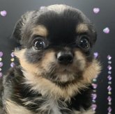 チワワ(ロング)