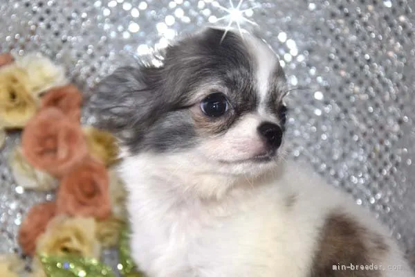 ID:1911-02911の子犬