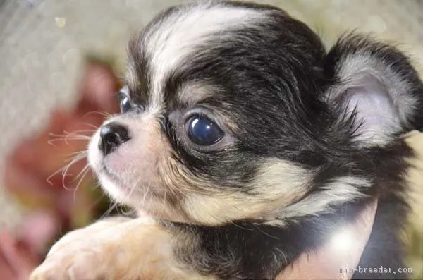 ID：1704-00772の子犬