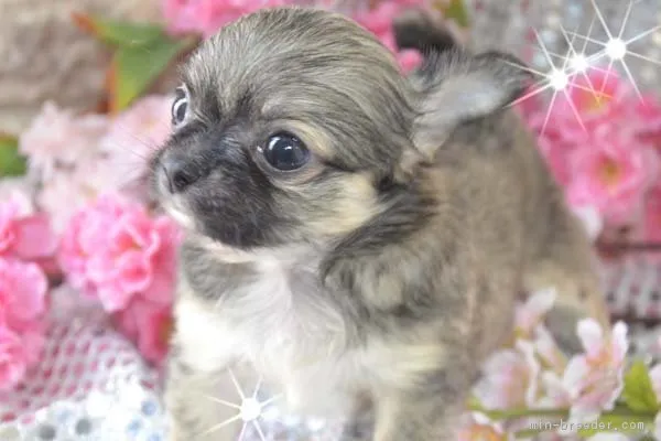 ID:1901-02122の子犬