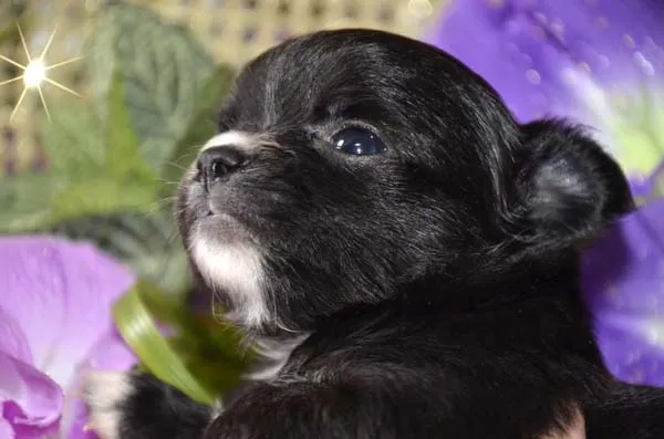 ID：1606-01828の子犬