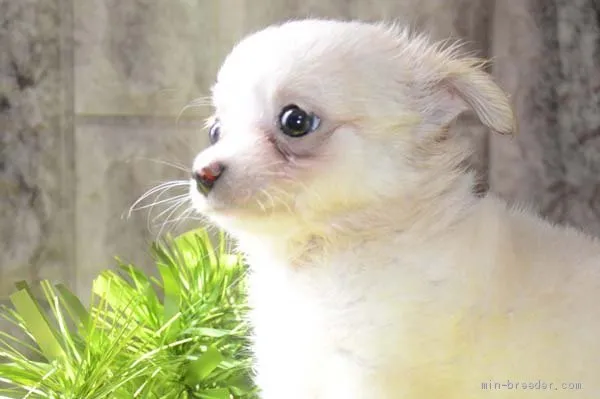 ID:1908-01587の子犬
