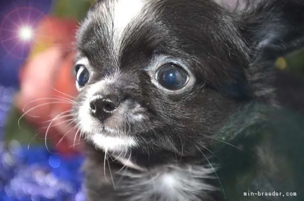 ID：1811-02062の子犬