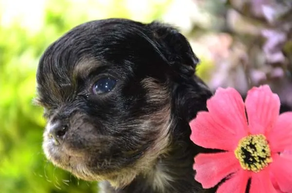 レオンの家族 様のお迎えした子犬