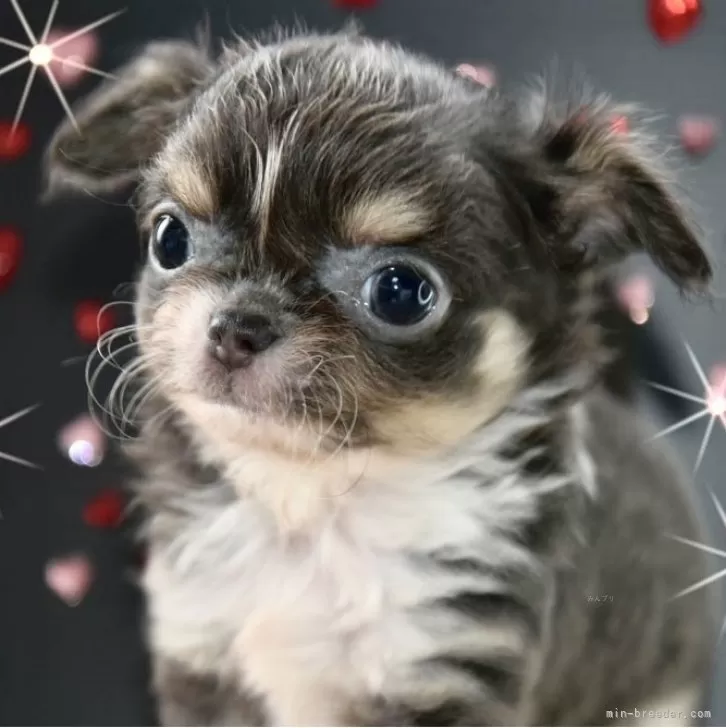 ID:2405-00232の子犬