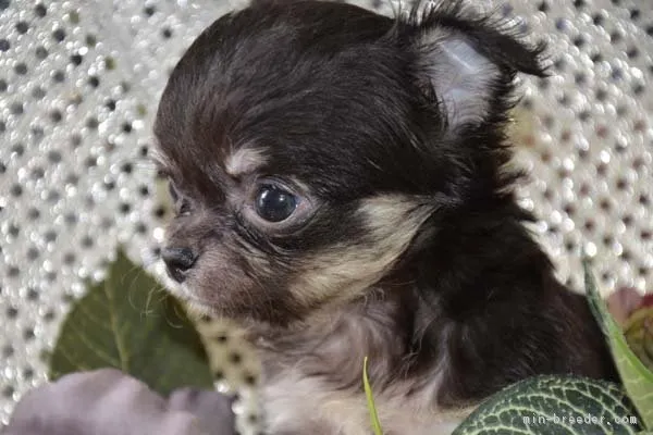 ID:1704-00773の子犬