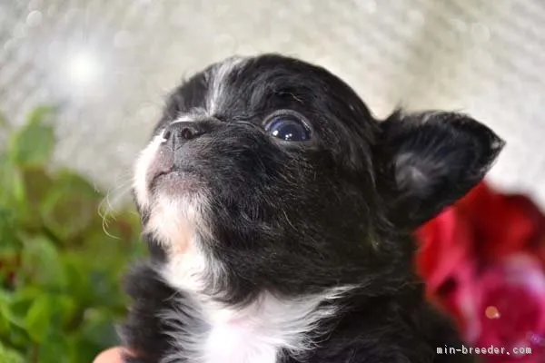 ID：1706-00108の子犬