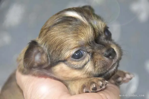 ID：2007-00199の子犬