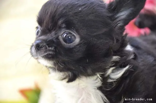 コロンのママ 様のお迎えした子犬