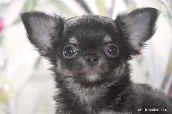 ID：2105-00357の子犬