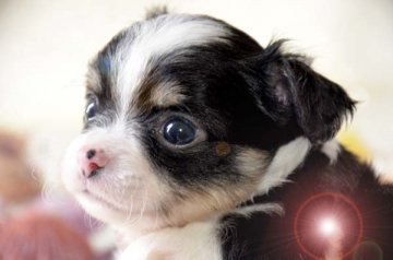 チワワ(ロング)【大阪府・男の子・2016年5月7日・ブラックホワイト&タン】の写真「くっきり鮮やか　綺麗な毛色です！」