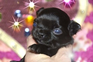 チワワ(ロング)【大阪府・男の子・2019年1月2日・ブラックソリッド】の写真「真っ黒極小くん　❤」