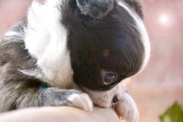 チワワ(ロング)【大阪府・男の子・2014年8月24日・ブラック&ホワイト】の写真「個性的な子です。かなりのまん丸顔！」