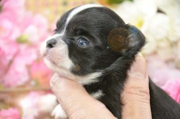 チワワ(ロング)【大阪府・男の子・2016年3月5日・ブラック&ホワイト】の写真「筋肉質ちびマッチョ！」