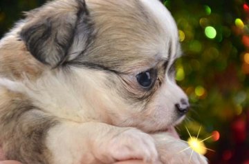 チワワ(ロング)【大阪府・男の子・2013年10月5日・フォーン&ホワイト】の写真「もこもこプリンス！」