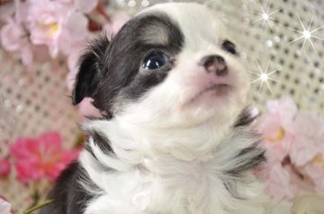 チワワ(ロング)【大阪府・男の子・2017年1月23日・ブラックホワイト&タン】の写真「元気いっぱい！ユニーク君」