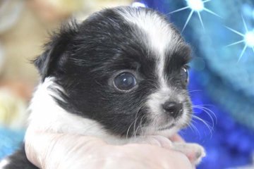 チワワ(ロング)【大阪府・男の子・2020年4月7日・パーティ】の写真「身軽なおチビちゃん♪」