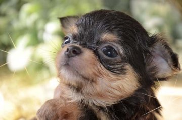 チワワ(ロング)【大阪府・男の子・2018年9月3日・ブラックタン】の写真「くっきり麻呂タン！安定の可愛さ❤」