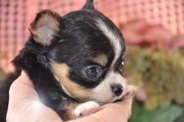 チワワ(ロング)【大阪府・女の子・2016年12月28日・トライカラー】の写真「食いしん坊バンザイ！」