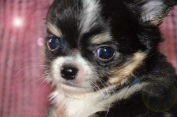 チワワ(ロング)【大阪府・男の子・2016年11月20日・ブラックタン&ホワイト】の写真「まん丸ころっころ王子！」