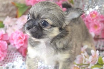 チワワ(ロング)【大阪府・男の子・2019年1月2日・レッド&ホワイト】の写真「お目々クリックリの美少年～❤」