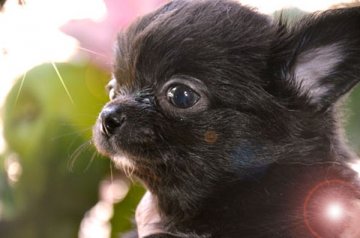 チワワ(ロング)【大阪府・男の子・2014年3月7日・ブラックソリッド】の写真「とろ～んとした垂れ目がチャームポイント？」