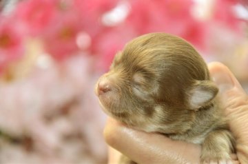 チワワ(ロング)【大阪府・女の子・2015年3月11日・チョコクリーム】の写真「綺麗なチョコカラーのプリンセス　❤」