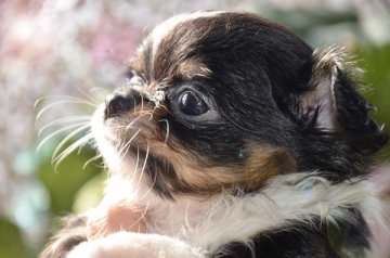 チワワ(ロング)【大阪府・女の子・2013年9月2日・トライ】の写真「小振りですが元気いっぱい！質の良い子です。」