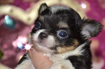 チワワ(ロング)【大阪府・女の子・2017年1月8日・ブラックホワイト&タン】の写真「お目々もお顔もまん丸～♪」