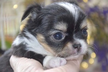 チワワ(ロング)【大阪府・男の子・2021年6月4日・トライカラー】の写真「綺麗な３色カラーのド派手くん❤」