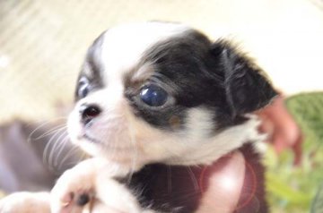 チワワ(ロング)【大阪府・女の子・2017年3月26日・ブラックホワイト&タン】の写真「くっきりブレーズの派手派手女子！」