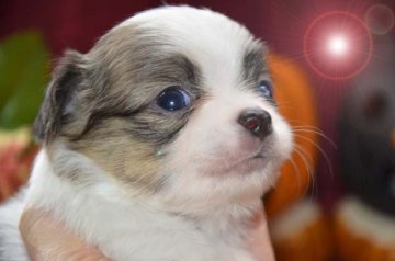 チワワ(ロング)【大阪府・男の子・2014年8月31日・ホワイト&ブリンドル (パーティ)】の写真「ハッキリしたお顔のチワワ君。」