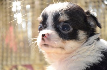 チワワ(ロング)【大阪府・女の子・2015年3月13日・ブラックホワイト&タン】の写真「いつも笑っている様な可愛い子です！」