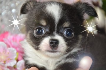 チワワ(ロング)【大阪府・女の子・2017年1月23日・ブラックホワイト&タン】の写真「ウルトラおチビちゃん！」